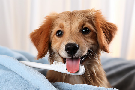 刷牙的宠物小狗狗图片