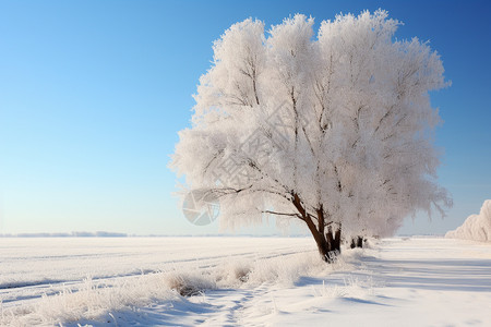 雪地中的树木图片