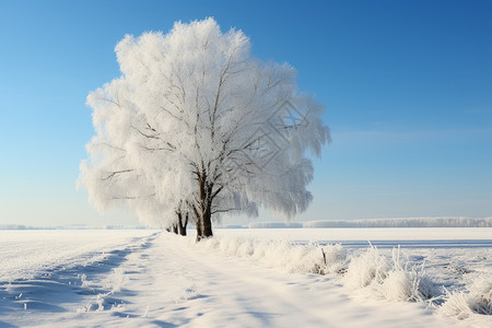 冬季的树木和冰雪图片
