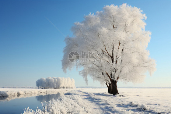 冬季被冰雪覆盖的树木图片