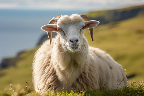 放牧的家畜绵羊图片