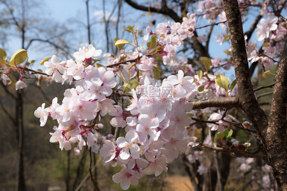 室外植物上的花簇图片