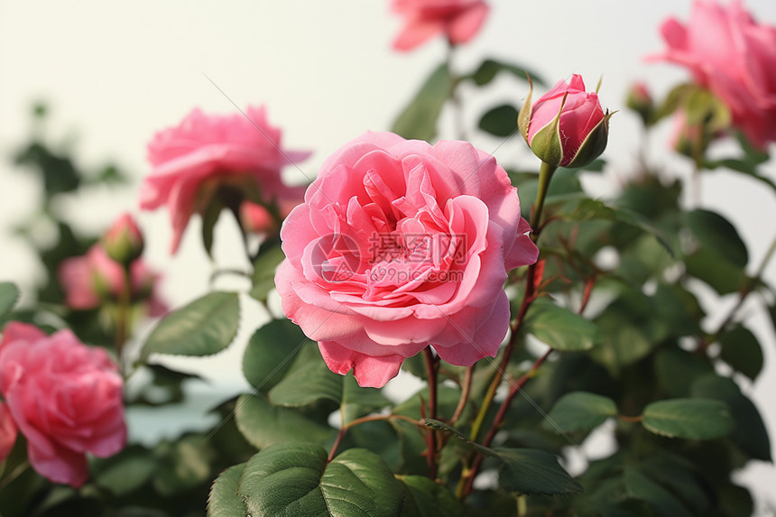 花丛中的玫瑰图片