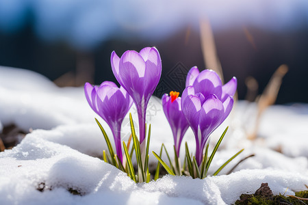 冬天雪地中盛开的花图片