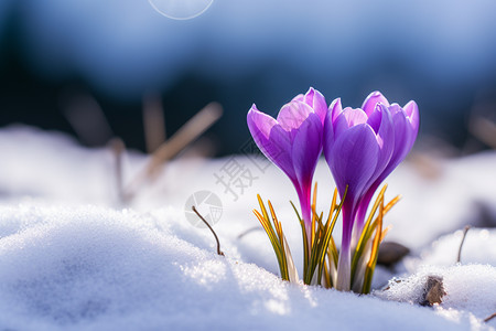 雪地中盛开的花图片