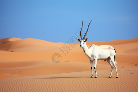 沙漠中的野生动物图片