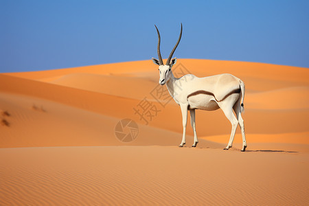 沙漠中的动物图片