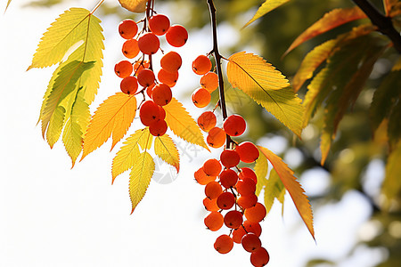 红色落叶树叶一颗颗红色浆果悬挂在树叶上背景