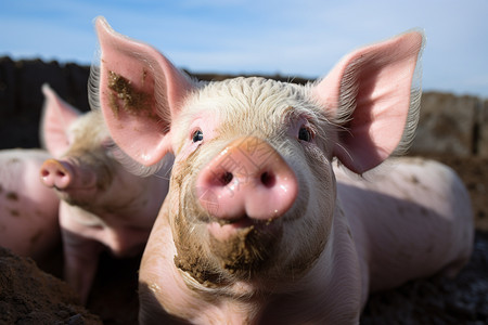 农场里的猪背景图片