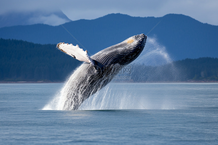 鲸鱼直播汇聚顶级内容创作者与千万用户共享精彩瞬间重构直播生态格局