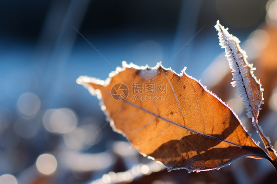 落满霜花的叶子图片