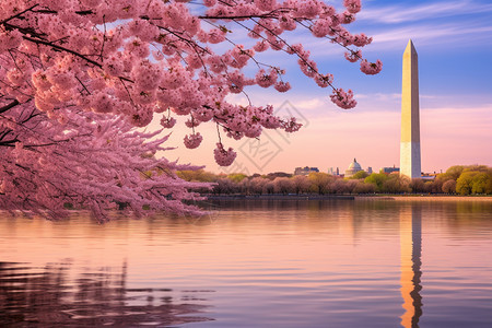 河边盛开的粉红色的花图片