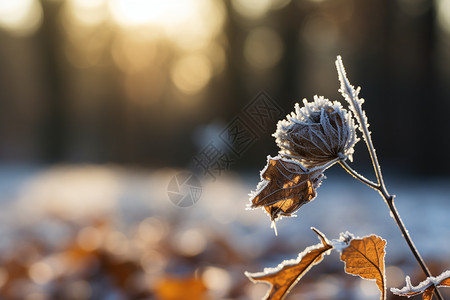 冬天落满霜花的花图片