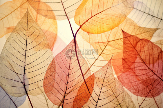 透明橙色秋叶纹路图片