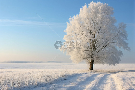 野外的树上是积雪图片