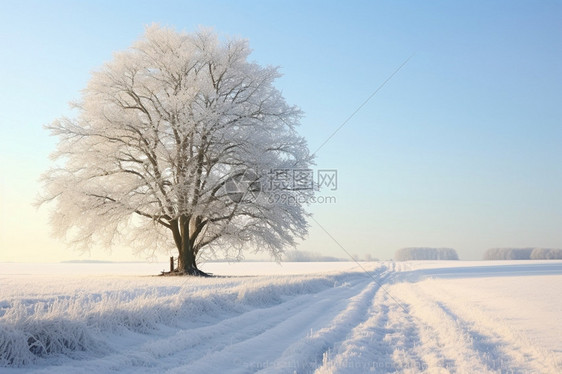 积雪覆盖着田地图片