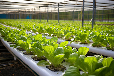 大棚室内栽培的绿色植物高清图片