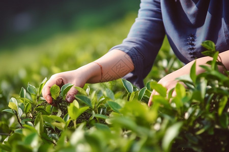 工人采摘茶图片