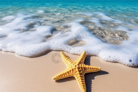 海岸上的海星背景图片