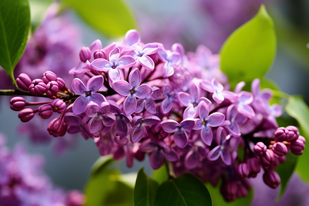 春天的紫丁香花背景图片