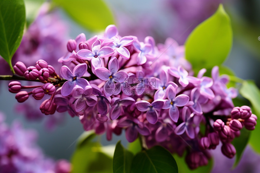 春天的紫丁香花图片