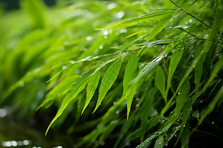 森林雨绿意盎然背景