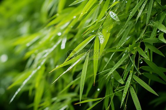 植物绽放图片