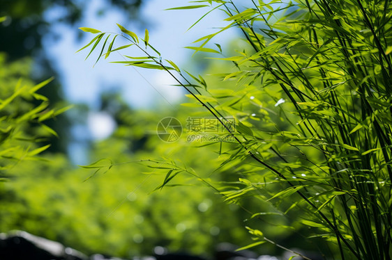 繁茂的亚洲丛林图片