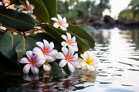 花园中的花朵图片