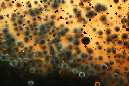 地下室的霉菌图片