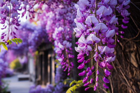 紫色花海图片