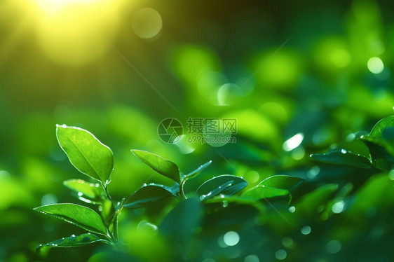夏日绿色的植物图片