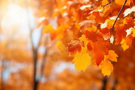 幸福季节清白照秋天枫叶点缀下的世界背景