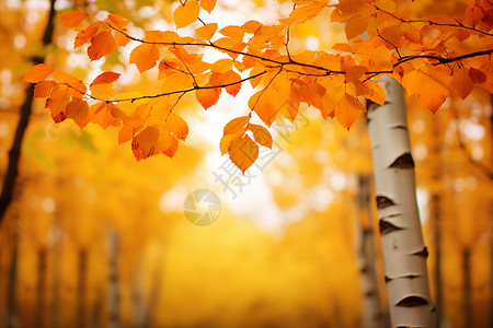 金色叶子秋日金色的森林背景