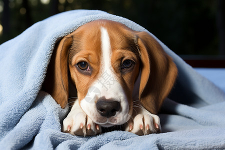 一只可爱的小狗身上盖着毯子图片