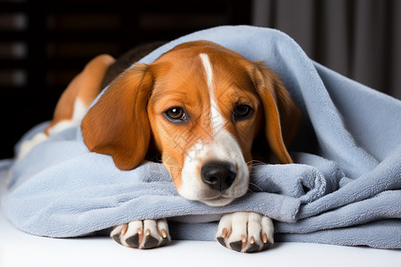 室内宠物狗盖着毯子休息的宠物狗背景