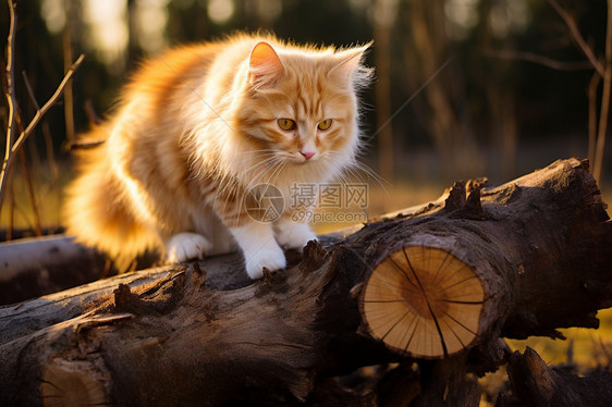 猫在木头上爬行图片