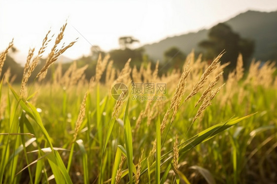 田地中的稻田农作物图片