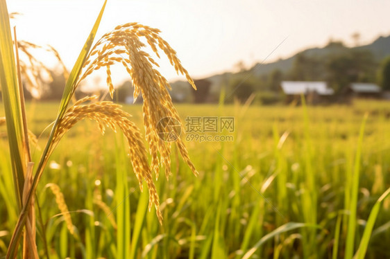 金黄色的稻田图片