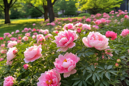 牡丹开花图片