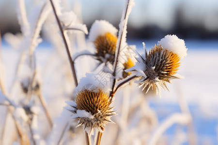 野草上的积雪图片