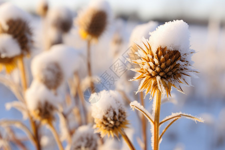 冬天的落雪图片