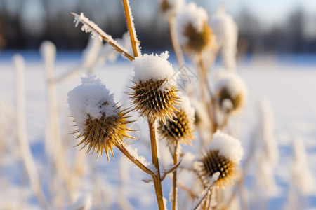冬天植物上的雪图片