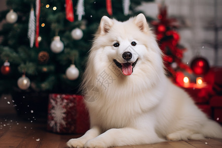 圣诞树旁的狗狗图片