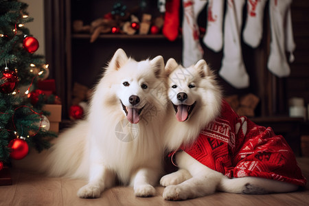 圣诞季圣诞节装扮的狗狗背景