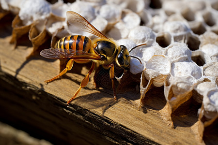 户外的蜜蜂蜂巢背景图片