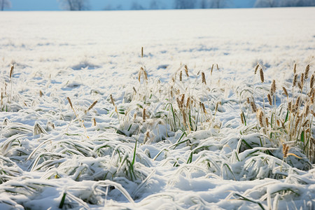 美丽的白雪覆盖田野景观图片