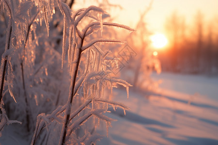 白雪皑皑的森林景观图片