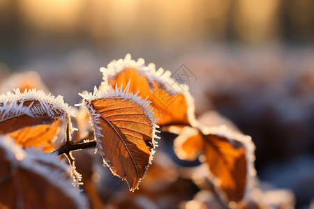 冬天户外霜冻的树叶图片