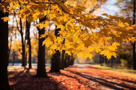 秋天金黄色的森林公园景观图片